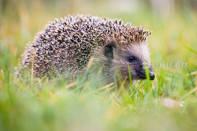 欧洲刺猬(Erinaceus europaeus)